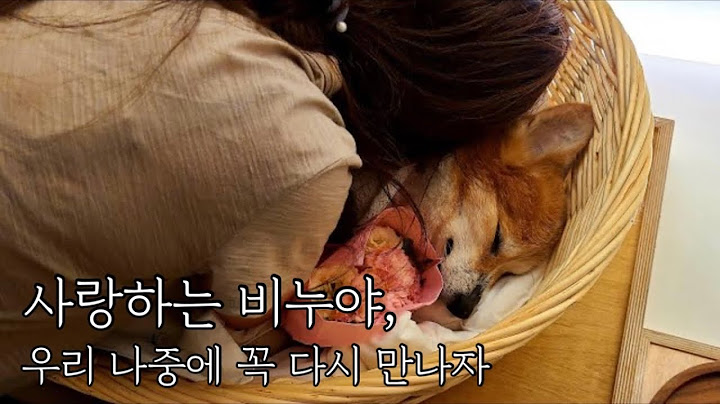 16년을 함께 한 반려견과의 이별, 그 마지막 기록 : 비누야 항상 기억할게 사랑해!