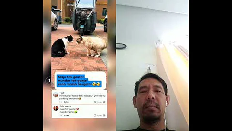 Video 11690551: talking pets funny cats