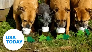 Pups chug fake beer in celebration of St. Patrick's Day