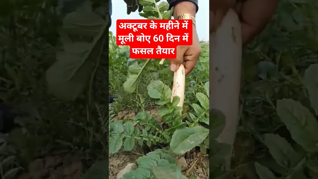 Radish crop