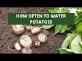 HOW OFTEN TO WATER POTATOES