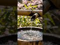 Forest Rain Peace for Your Soul, Quick Zen Break Now, Stress Relief Sound