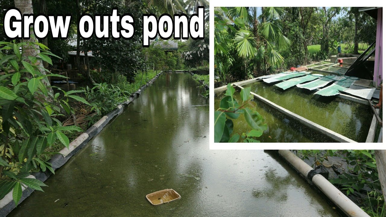 AMAZING KOI POND SET UP BREEDING SET UP POND FOR KOI AND GOLDFISH