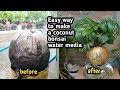HOW TO MAKE  A COCONUT BONSAI USING WATER AS MEDIA