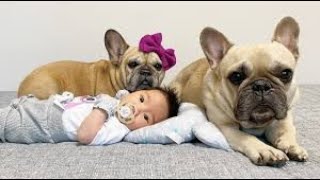 Labrador Compilation   Cute and Funny #7