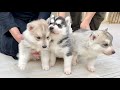 【重大報告】愛犬と血のつながった弟を家族に迎え入れることになりました! 【シベリアンハスキー】