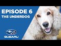 CESAR'S RECRUIT ASIA S3: EP6 - THE UNDERDOG