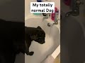 My totally normal dog