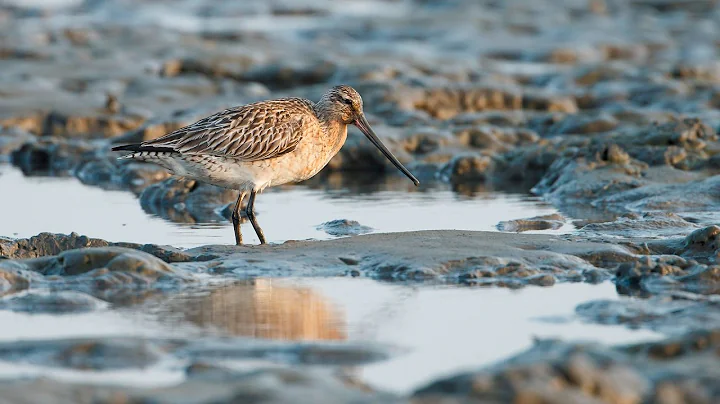 Wetland Loss in the Yellow Sea - DayDayNews