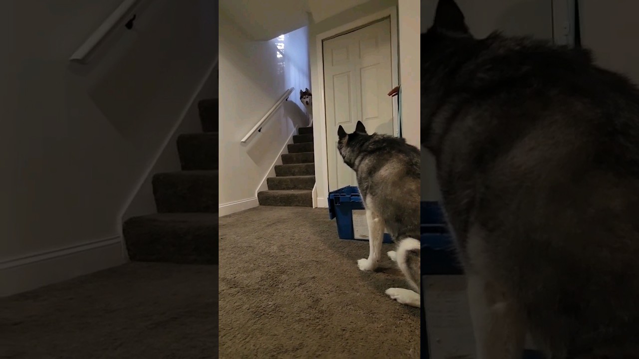 Peek Around The Corner & Attack Husky Game 