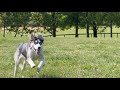 Husky Rescue