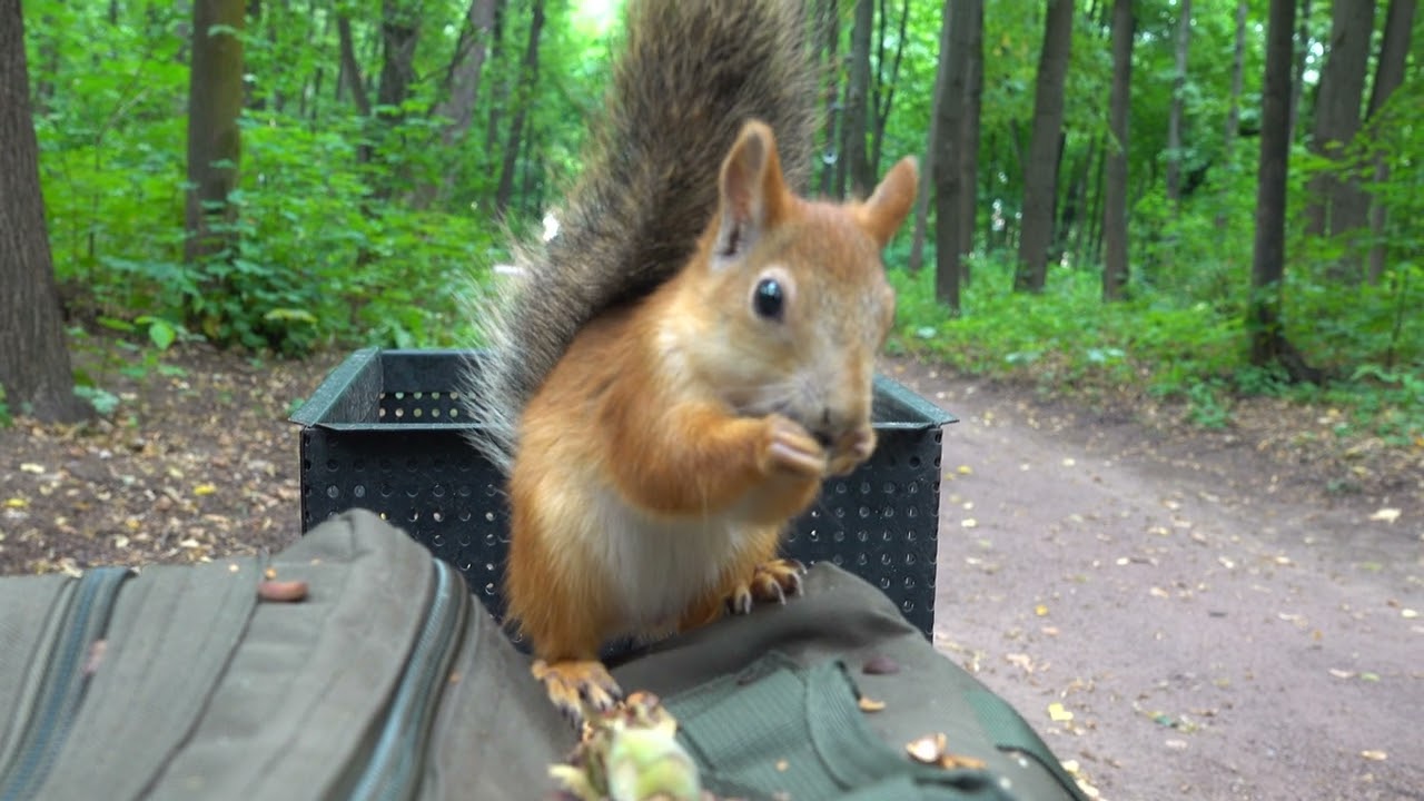 Что нужно, чтобы был порядок в парке. Моё мнение / What is needed to keep order in the park