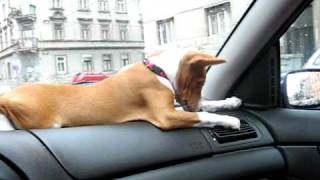 Basenji Loa in the car.avi