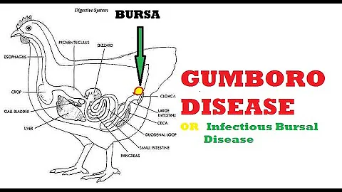 GUMBORO DISEASE