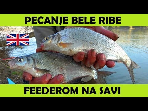 Video: Kako Ujeti Bele Ribe Pozimi