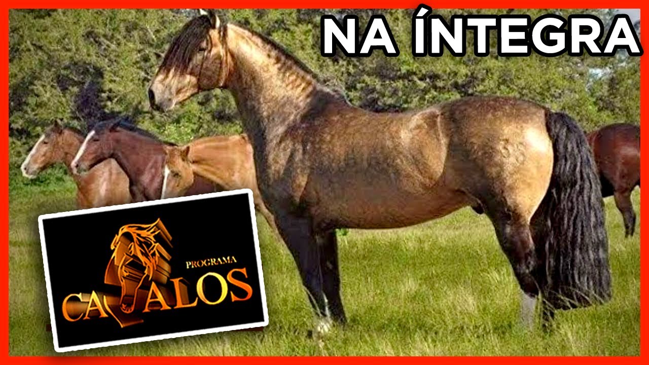 PROGRAMA CAVALOS INÉDITO 04/12/2021