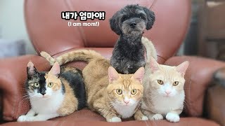 Amazing changes in cats who grew up thinking of dogs as mothers!