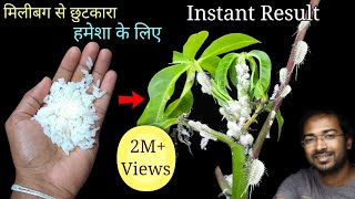 How to Easily remove Mealybugs INSTANTLY using organic Pesticide