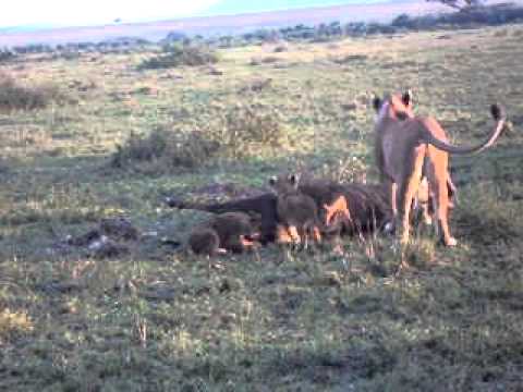 Feast in Masai Mara.AVI
