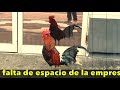 🐓🐔 Invasión de gallos y gallinas en Torrevieja