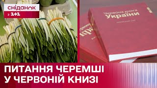 Чи варто залишати черемшу в червоній книзі України?