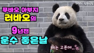 [PandaTV] #푸바오 아부지 러바오의 9년전 있었던 운수좋은날 이야기