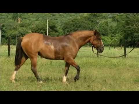 LOTE 33 - TAGUATINGA 3779 DA TRADIÇÃO - 3º Leilão Raça Crioula Genética Aditiva e Convidados