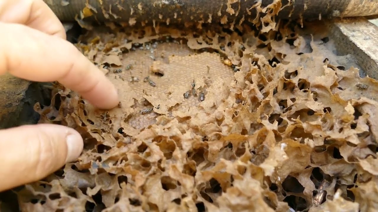 Jataí da terra (Paratrigona subnuda), manejo