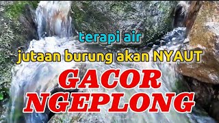Jutaan burung akan nyaut gacor ngeplong dengan terapi suara air