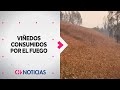 DECENAS DE VIÑEDOS se han visto consumidos por los incendios forestales - CHV Noticias