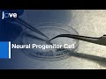 Expandable Neural Progenitor Cells generated from derived Fibroblasts | Protocol Preview