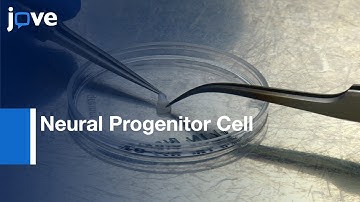 Expandable Neural Progenitor Cells generated from derived Fibroblasts | Protocol Preview