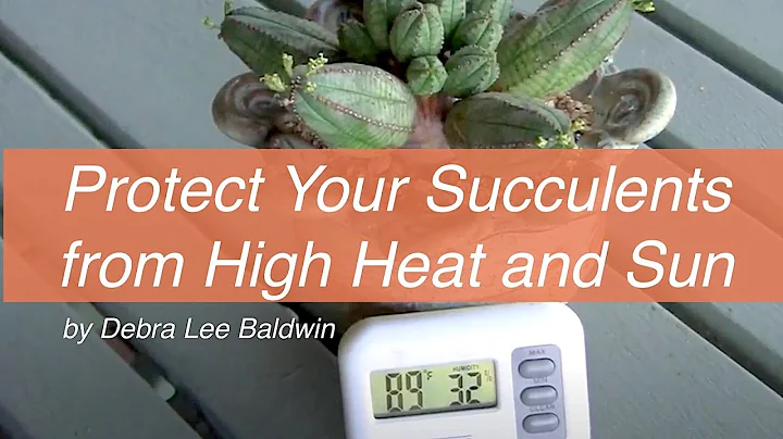 Protect Your Succulents from High Heat and Sun - DayDayNews