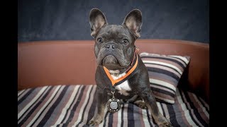 Milo - French Bulldog - 3 Weeks Residential Dog Training