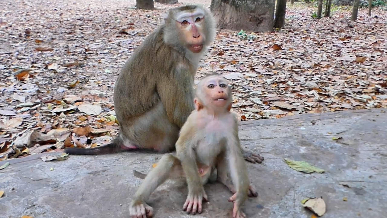 In Family Luna : Lucia Can make Luna stop discipline to Lynx right !