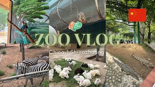видео: VLOG: SHIJIAZHUANG ZOO 🐼🇨🇳 | China 🇨🇳 | ЗООПАРК ШИЦЗЯЧЖУАНА 🐰🇨🇳 | Панды 🐼 картинка: VLOG: SHIJIAZHUANG ZOO 🐼🇨🇳 | China 🇨🇳 | ЗООПАРК ШИЦЗЯЧЖУАНА 🐰🇨🇳 | Панды 🐼