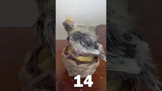 Yavru Sultan Papağanı 30 Günlük Gelişimi #Shorts