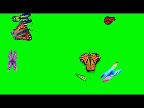 Green screen animated flying butterfly🦋 effect|Latest technology butterfly effect motion background