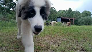 sounds of Country life. rain, goats and dogs ASMR. (VLOG)