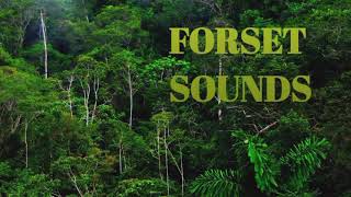 30sec. Relaxing forest sounds and Birdsong for a sleep