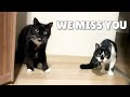 Uni and Nami welcomed us at the door after a vacation | Cat back home reaction | Catz Club