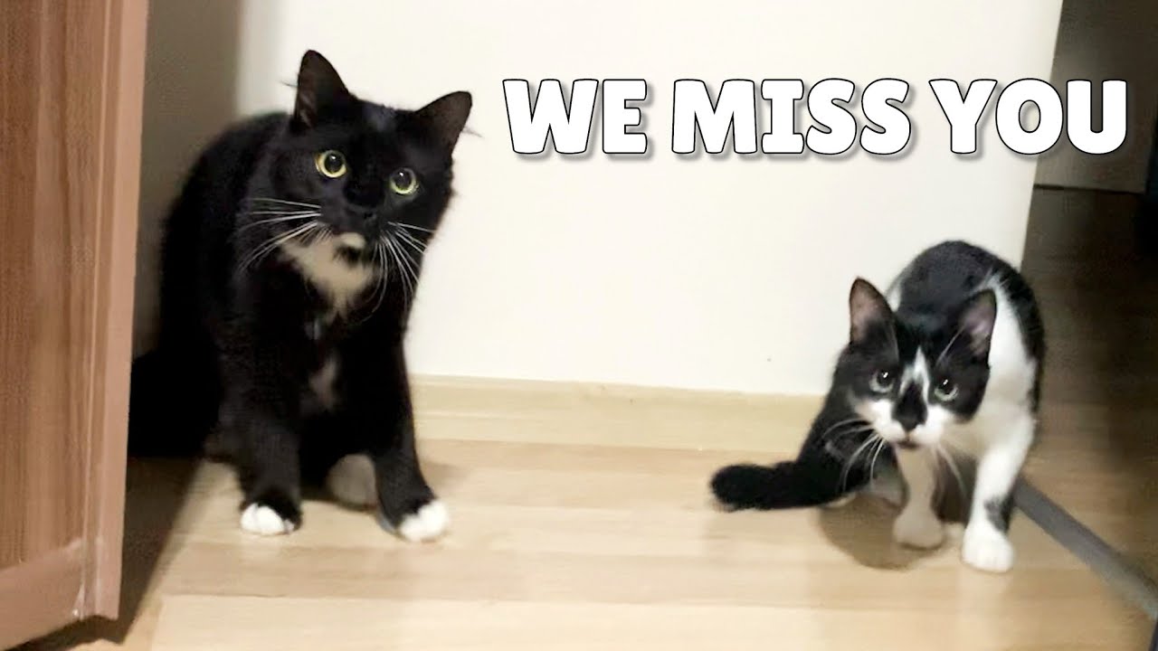 Uni and Nami welcomed us at the door after a vacation | Cat back home reaction | Catz Club