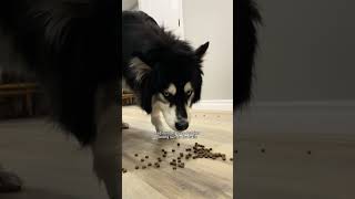 reasons my husky was not mad at me #husky #huskies #dogvideos