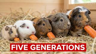 Five Generations - Five Awesome Guinea Pigs ! 👏👍