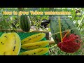 Brilliant Idea to Grow Yellow Watermelon in Small Space for Beginner / Seeds to Harvest by NY SOKHOM
