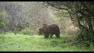 Fototrampeo en la Cordillera Cantábrica | El árbol de las reuniones | Wolves and Bears | Trailcam