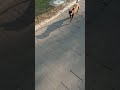 Громадная тень от маленькой милой собачки. Funny cute small dog running.