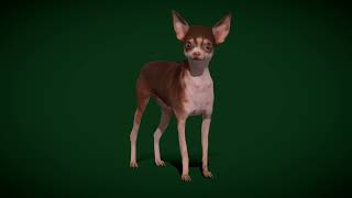 Russkiy Toy Terrier Dog Breed  #animals #nyilonelycompany #dog #nature #pet #3d #terrier #russiatoy