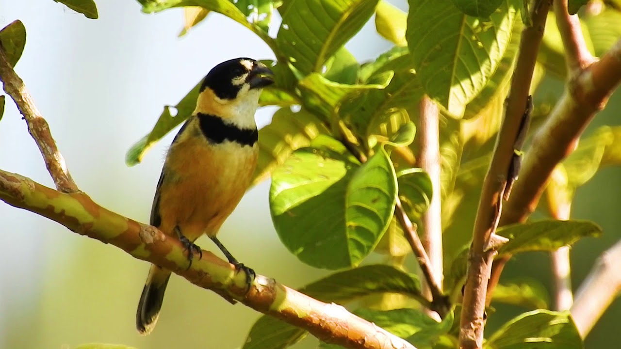 Singers, Rusty-collared Seedeater singing, Bird vocalizing, Sporophila