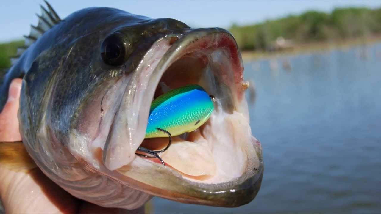 BUYER'S GUIDE: CRANKBAITS - SQUAREBILLS, LIPLESS CRANKS, AND